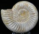Perisphinctes Ammonite - Jurassic #22832-1